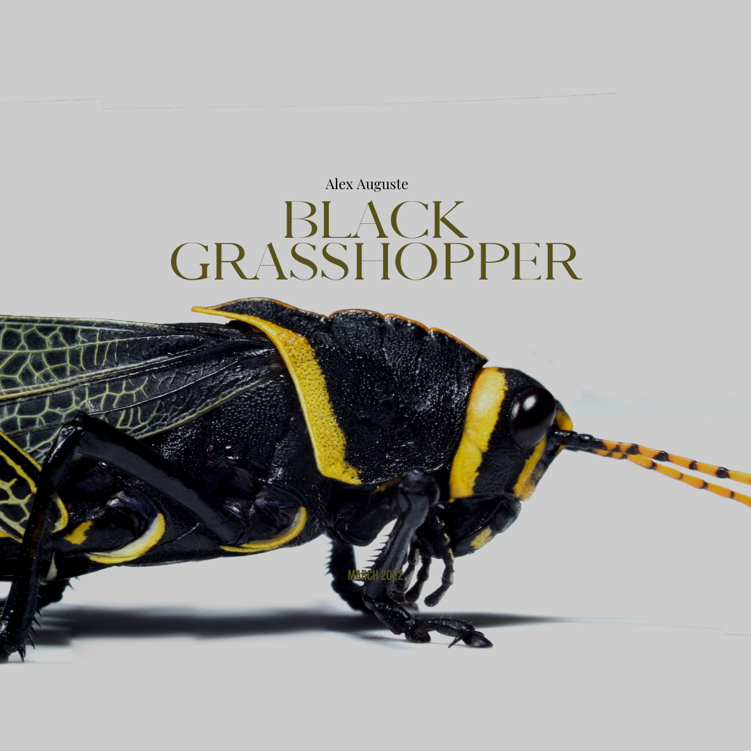 Alex Auguste's "The Black Grasshopper", releasing on July 25, 2022.